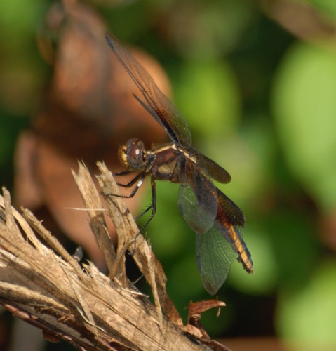 Female
2007_09_28_Floyd